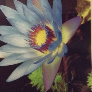 Meet your Posher, Lee